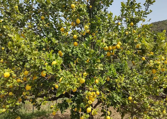 Linati's Apartamento Pollina